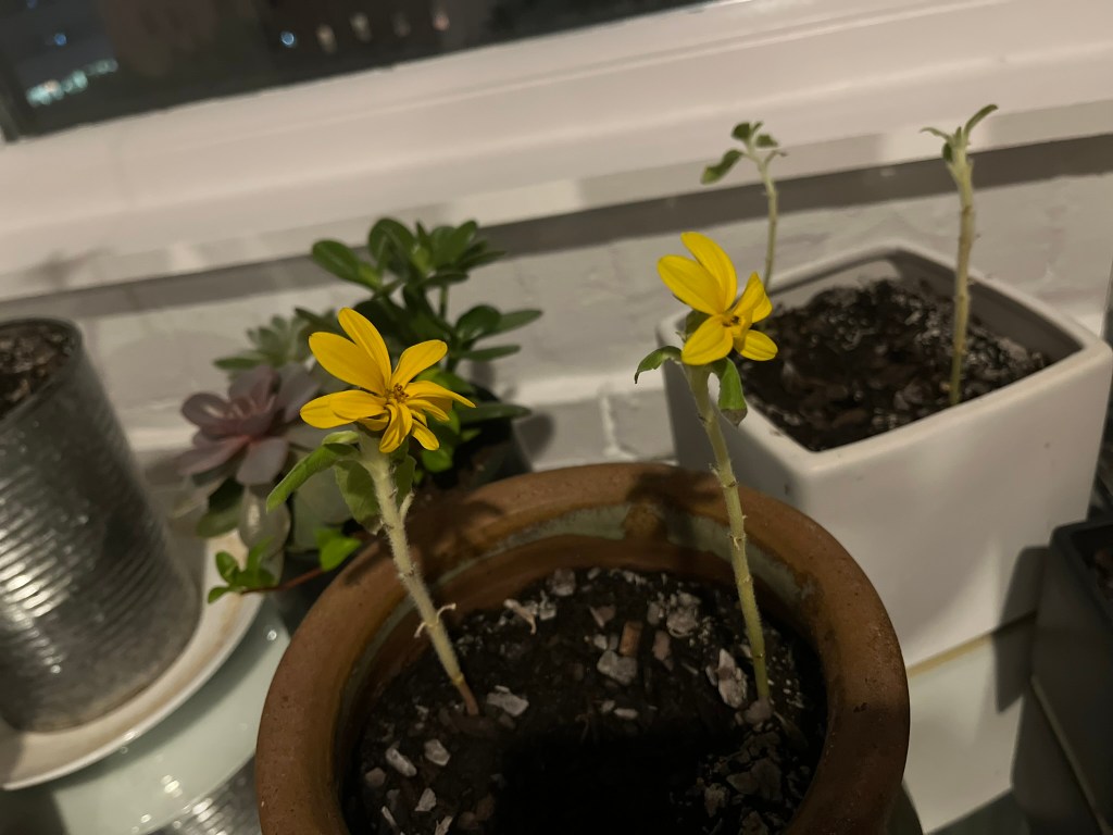 Denna bild har ett alt-attribut som är tomt. Dess filnamn är ee8ff0fd-73ca-4a75-ad8f-ac2e8d733ec8_1_102_o.jpeg